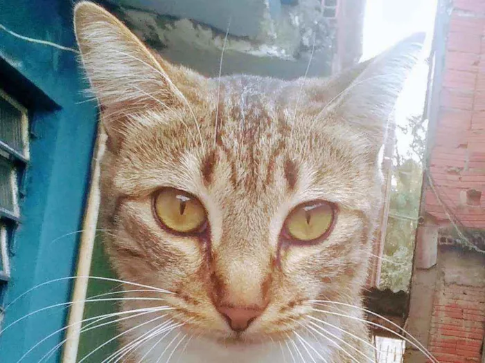 Gato raça  idade 7 a 11 meses nome Nina