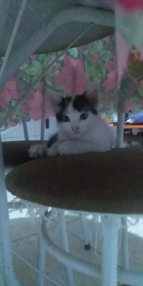 Gato ra a Siamês com viralata idade 2 a 6 meses nome Não possue nome aind