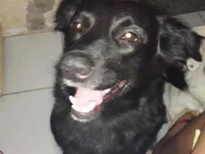 Cachorro raça Srd idade 3 anos nome Sara