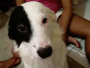 Cachorro raça Srd idade 2 anos nome Pirata