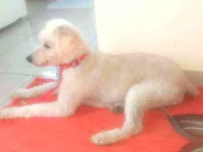 Cachorro ra a Poodle idade 6 ou mais anos nome Zé