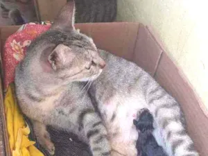 Gato raça Vira lata   idade 2 anos nome Magrela