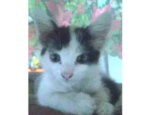 Gato raça Siamês com viralata idade 2 a 6 meses nome Não possue nome aind