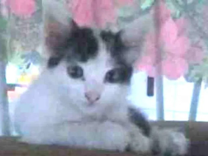 Gato ra a Siamês com viralata idade 2 a 6 meses nome Não possue nome aind