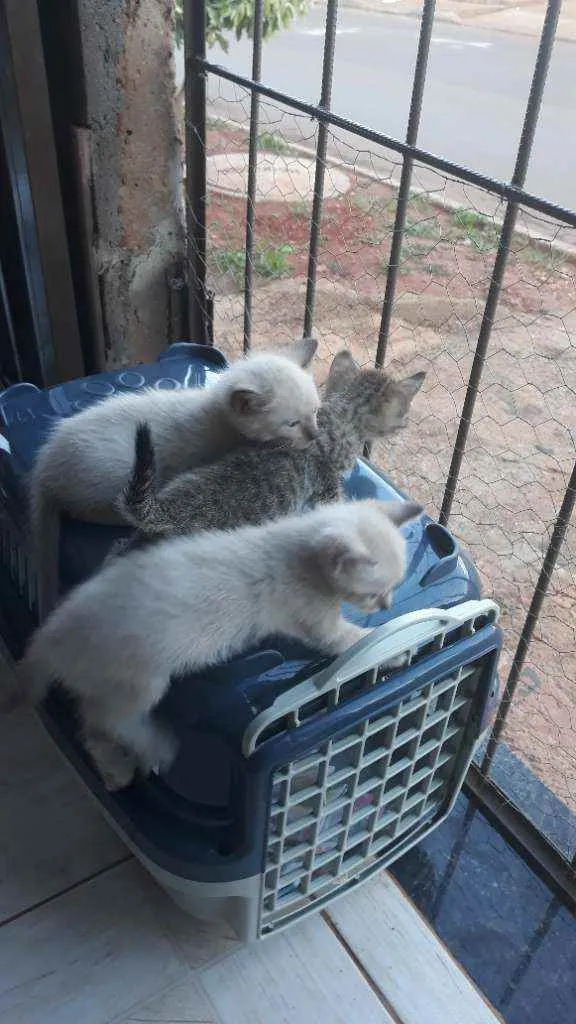 Gato ra a Viralata idade Abaixo de 2 meses nome 1gatinha 2 gatinhos