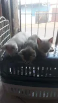 1gatinha 2 gatinhos