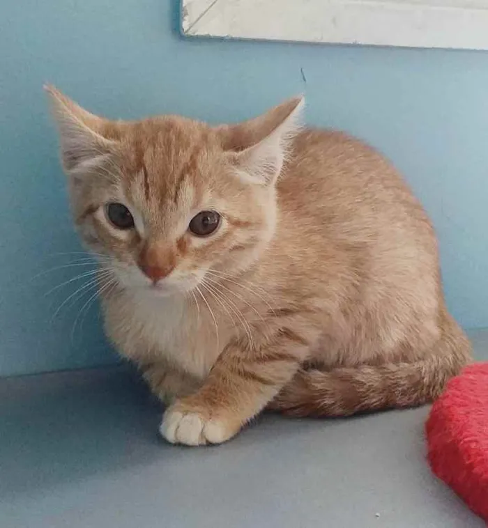 Gato ra a Srd idade Abaixo de 2 meses nome Léo