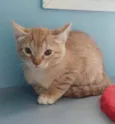 Léo