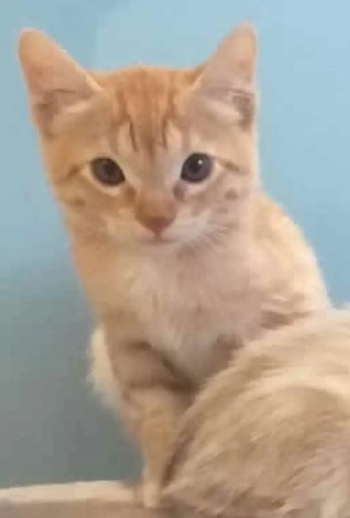 Gato ra a Srd idade Abaixo de 2 meses nome Léo