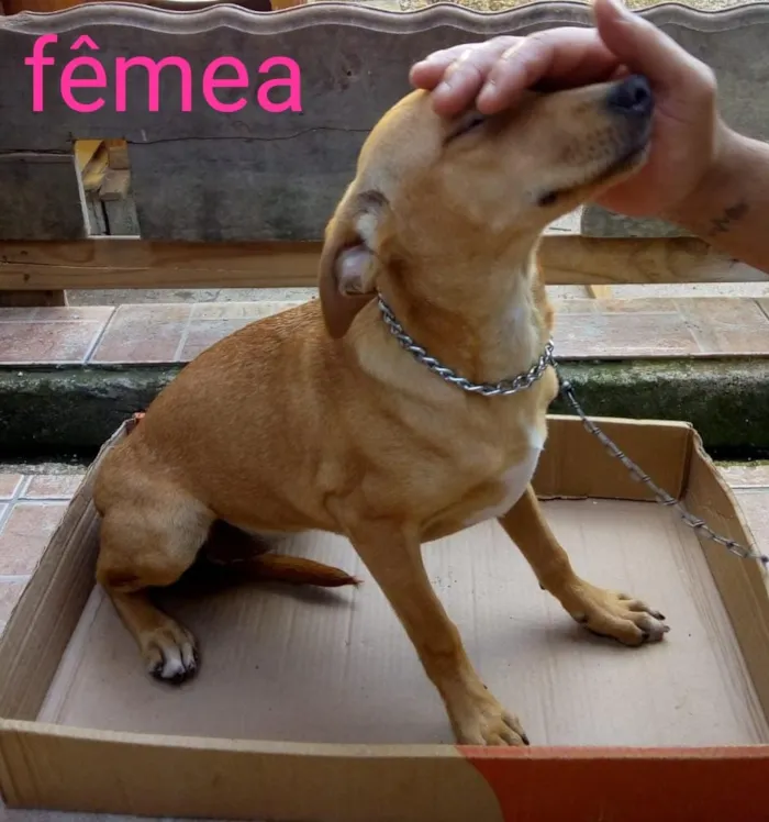 Cachorro raça srd idade 2 a 6 meses nome Jack