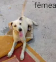 Cachorro raça srd idade 2 a 6 meses nome Nina