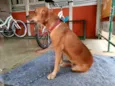 Ciça