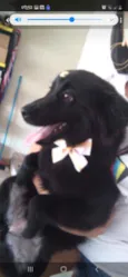 Bolinha