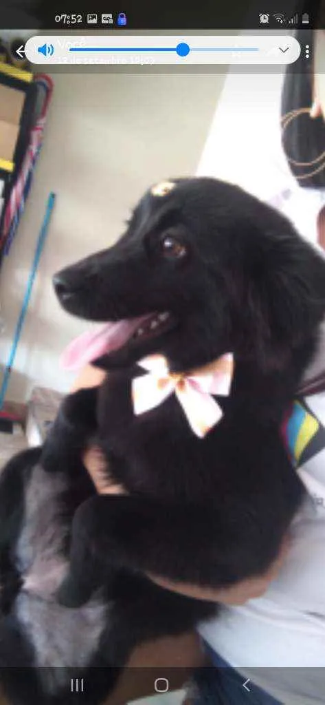 Cachorro ra a Vira lata idade 7 a 11 meses nome Bolinha