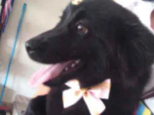 Cachorro raça Vira lata idade 7 a 11 meses nome Bolinha