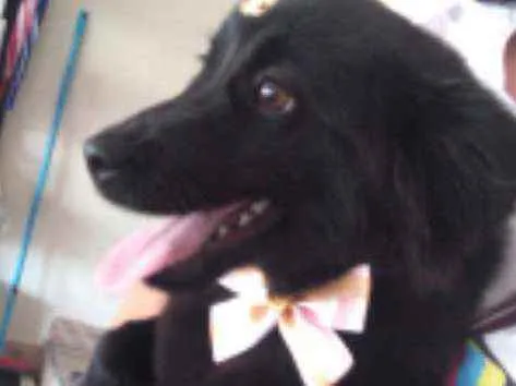 Cachorro ra a Vira lata idade 7 a 11 meses nome Bolinha