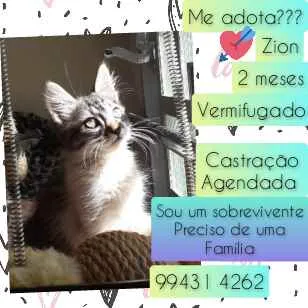 Gato raça SRD idade 2 a 6 meses nome Zion