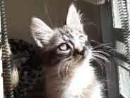 Gato raça SRD idade 2 a 6 meses nome Zion