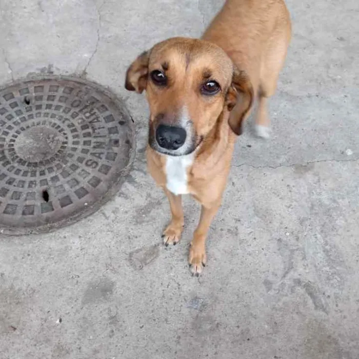 Cachorro ra a SRD idade 3 anos nome Melissa 
