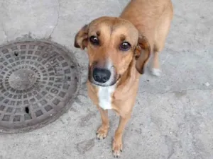 Cachorro raça SRD idade 3 anos nome Melissa 