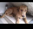 Cachorro raça SRD idade 3 anos nome Nala