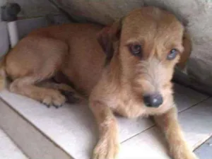 Cachorro raça SRD idade 3 anos nome Nala