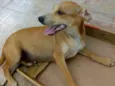 Cachorro raça srd idade 2 a 6 meses nome Faisca 