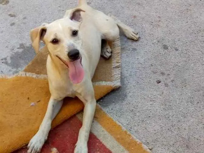 Cachorro raça srd idade 2 a 6 meses nome Nina