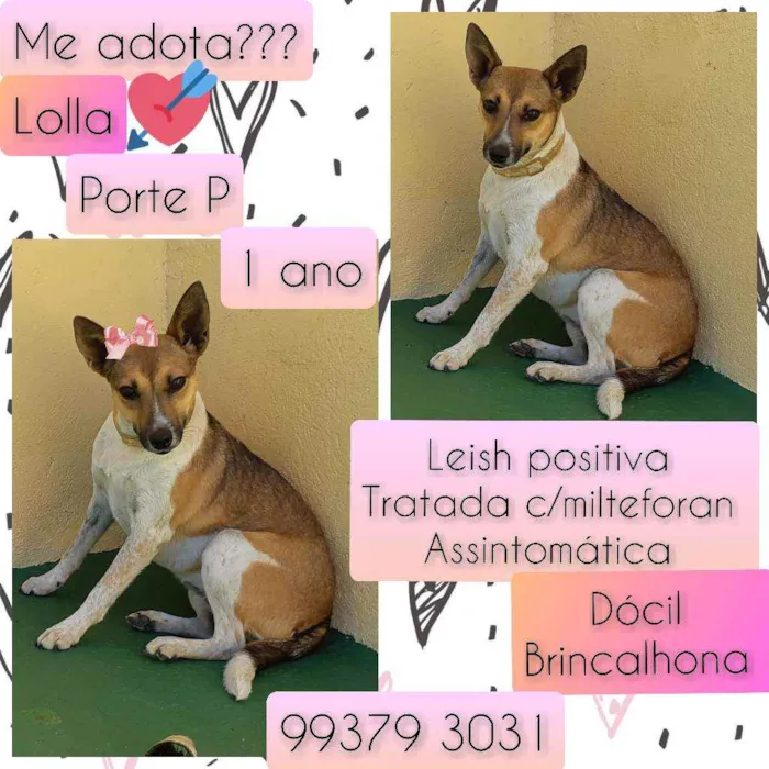 Cachorro raça SRD idade 1 ano nome Lolla
