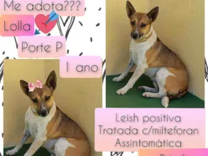 Cachorro raça SRD idade 1 ano nome Lolla