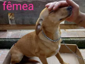 Cachorro raça srd idade 2 a 6 meses nome Jack