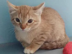 Gato raça Srd idade Abaixo de 2 meses nome Léo