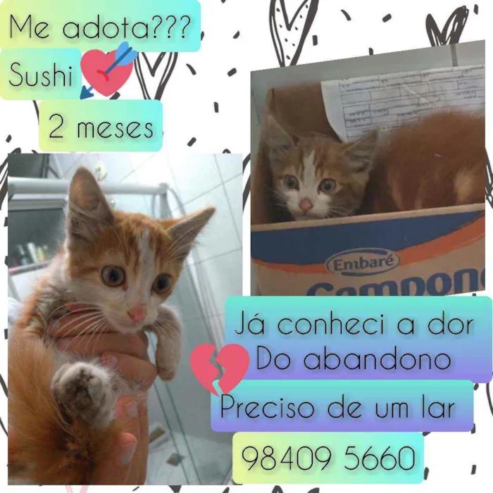 Gato raça SRD idade 2 a 6 meses nome Sushi
