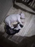 Maizena e Princesa