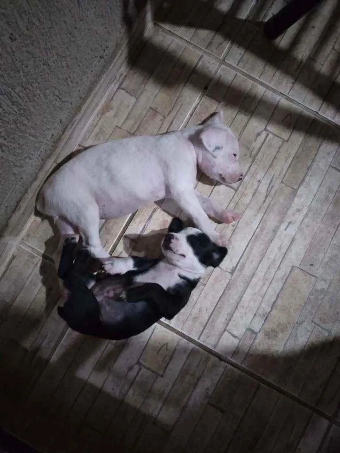 Cachorro ra a Indefinida idade Abaixo de 2 meses nome Maizena e Princesa