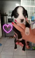 Maizena e Princesa