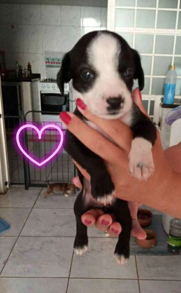 Cachorro ra a Indefinida idade Abaixo de 2 meses nome Maizena e Princesa