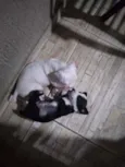 Maizena e Princesa