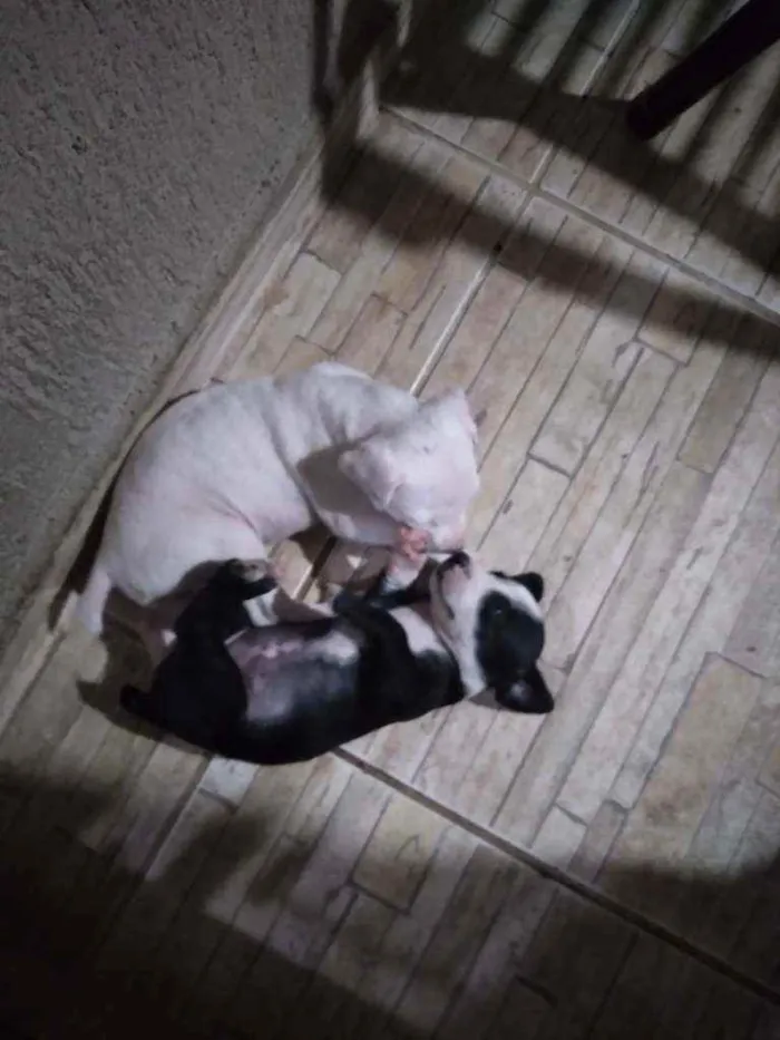Cachorro ra a Indefinida idade Abaixo de 2 meses nome Maizena e Princesa