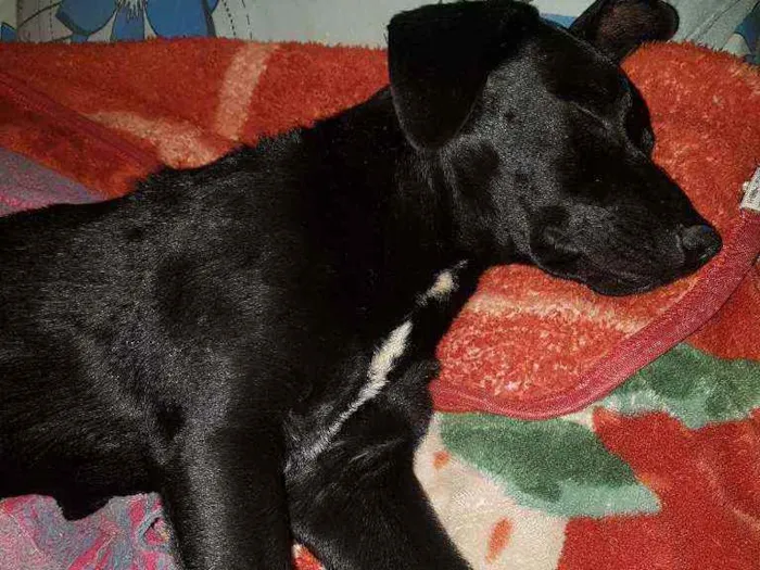 Cachorro ra a Vira lata idade 1 ano nome Serena