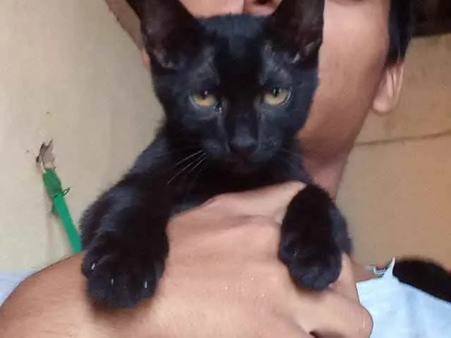 Gato ra a Sem raça idade 2 a 6 meses nome Lobinha Lord Relampa