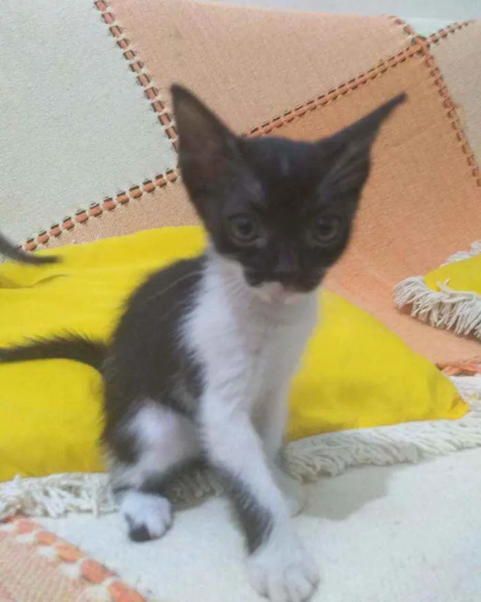 Gato ra a Sem raças idade Abaixo de 2 meses nome Sem nome