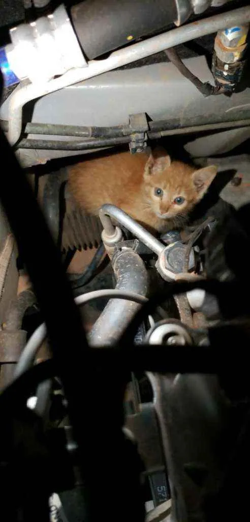 Gato ra a Srd idade Abaixo de 2 meses nome Sem nome