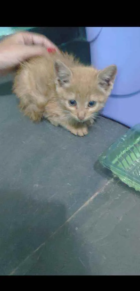 Gato ra a Srd idade Abaixo de 2 meses nome Sem nome