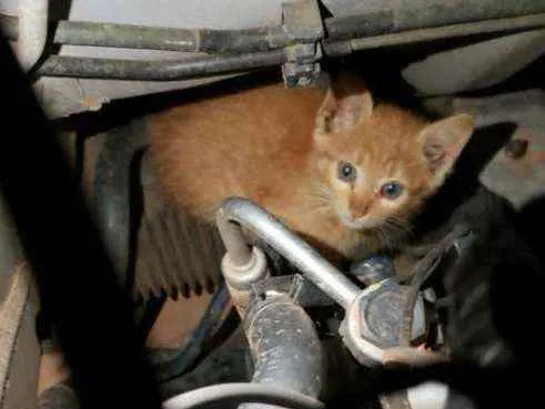 Gato ra a Srd idade Abaixo de 2 meses nome Sem nome