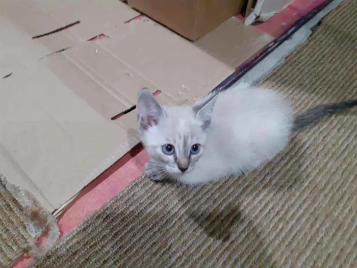 Gato ra a sem raça definida idade 2 a 6 meses nome Dona chica e familia