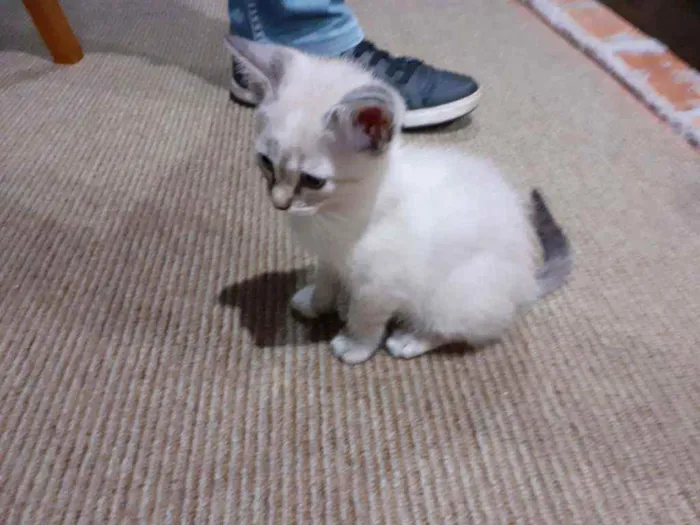 Gato ra a sem raça definida idade 2 a 6 meses nome Dona chica e familia