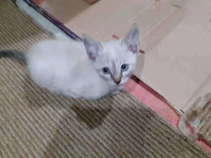 Gato ra a sem raça definida idade 2 a 6 meses nome Dona chica e familia