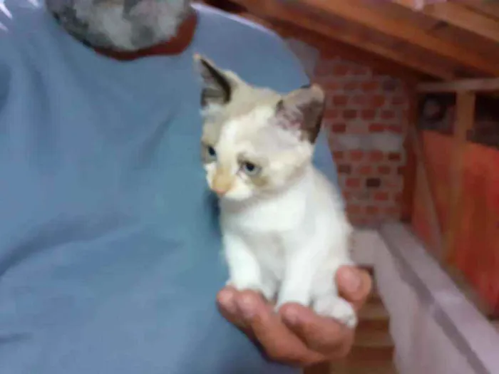 Gato ra a sem raça definida idade 2 a 6 meses nome Dona chica e familia