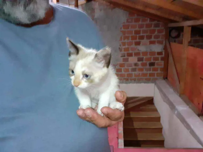 Gato ra a sem raça definida idade 2 a 6 meses nome Dona chica e familia